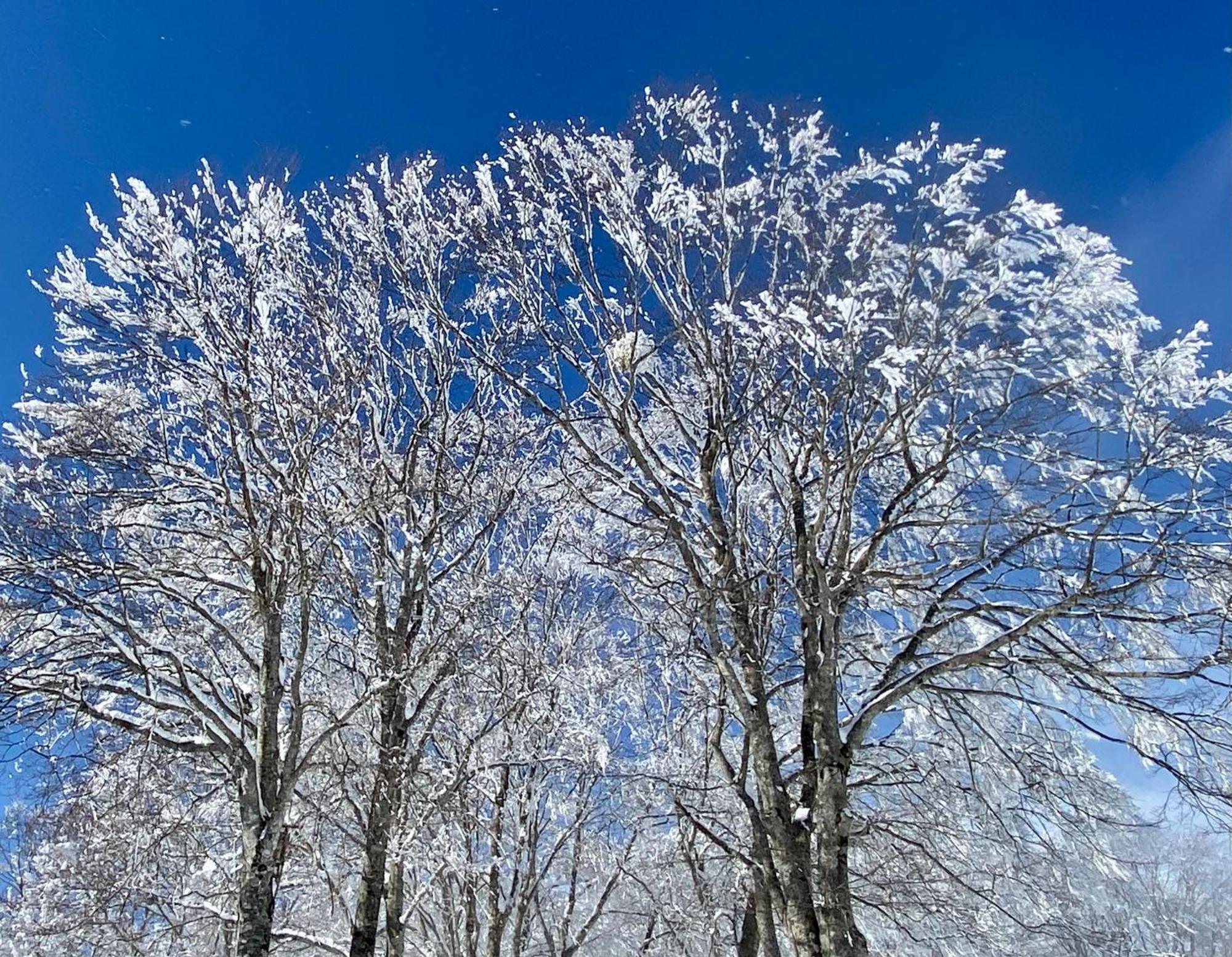Snow Horizon Apartment Hakuba Exterior photo